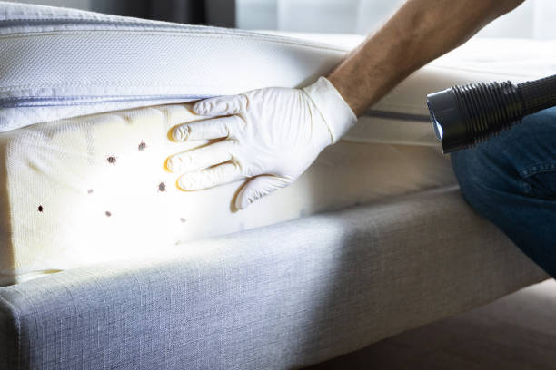 Best Termite Control Services  in Caney, KS